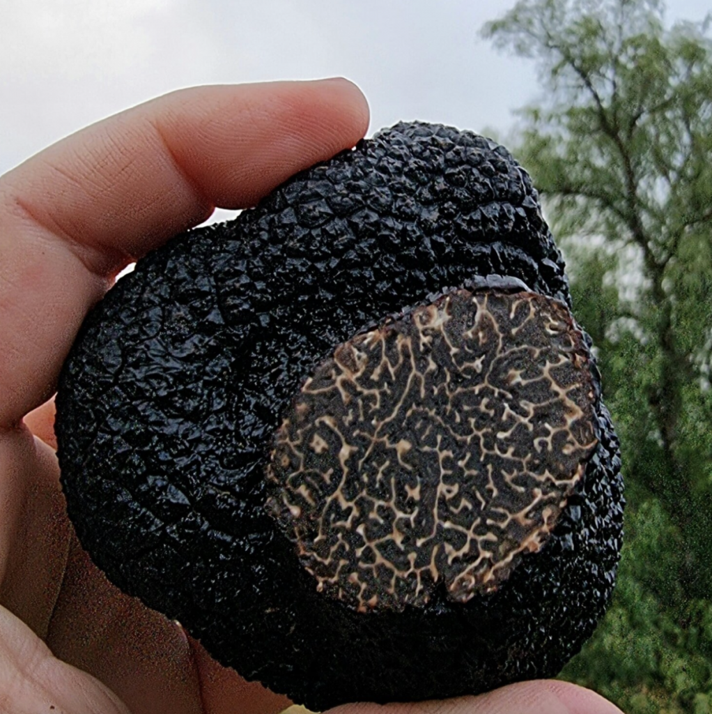 グラニットベルト産 黒トリュフ
