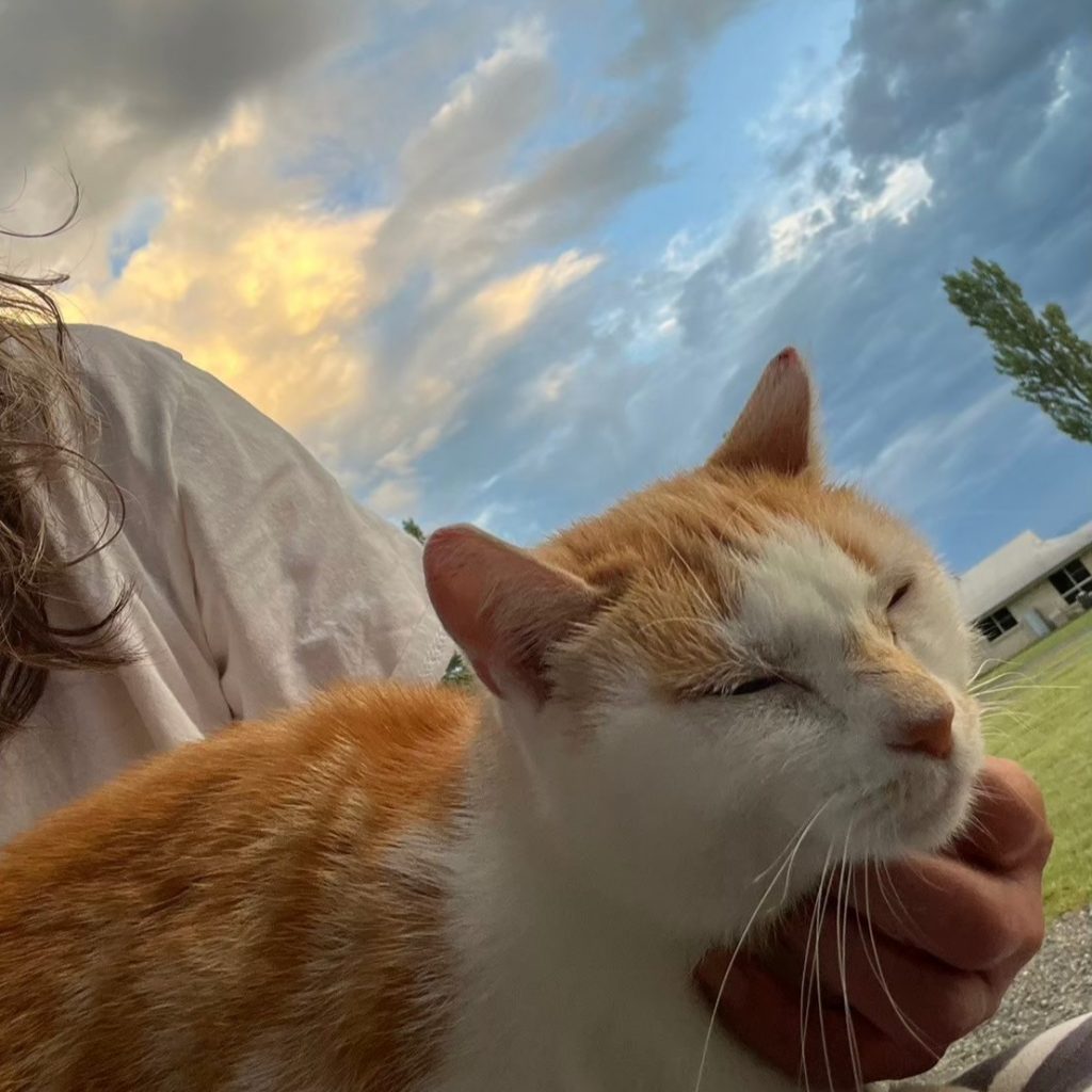 なでられて目を細める猫