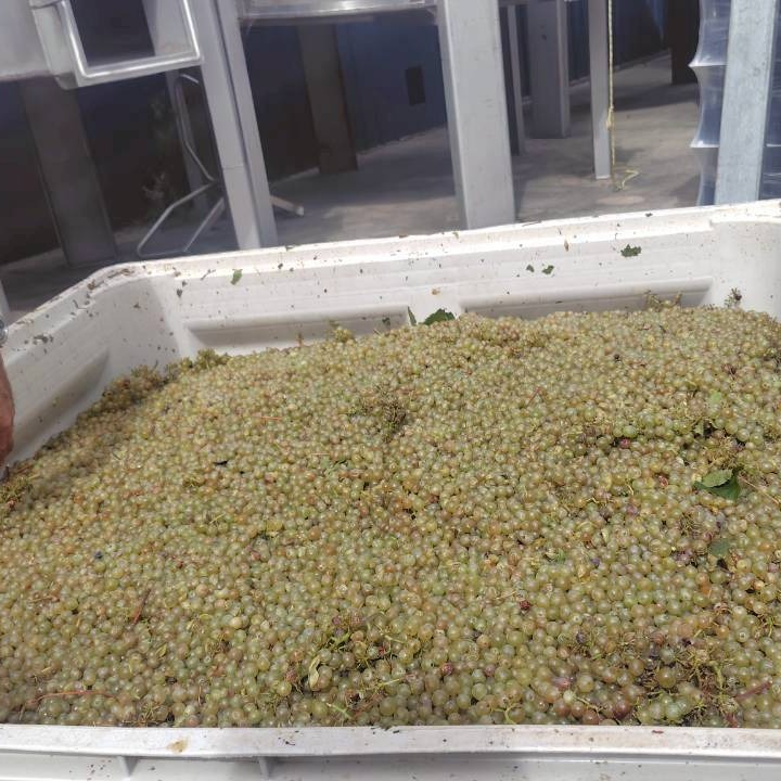 容器に入った破砕した白葡萄