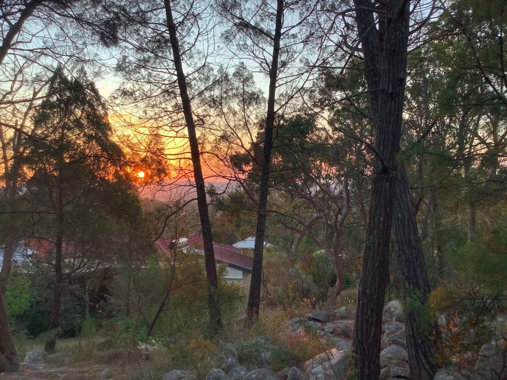 木々の向こうの夕焼け